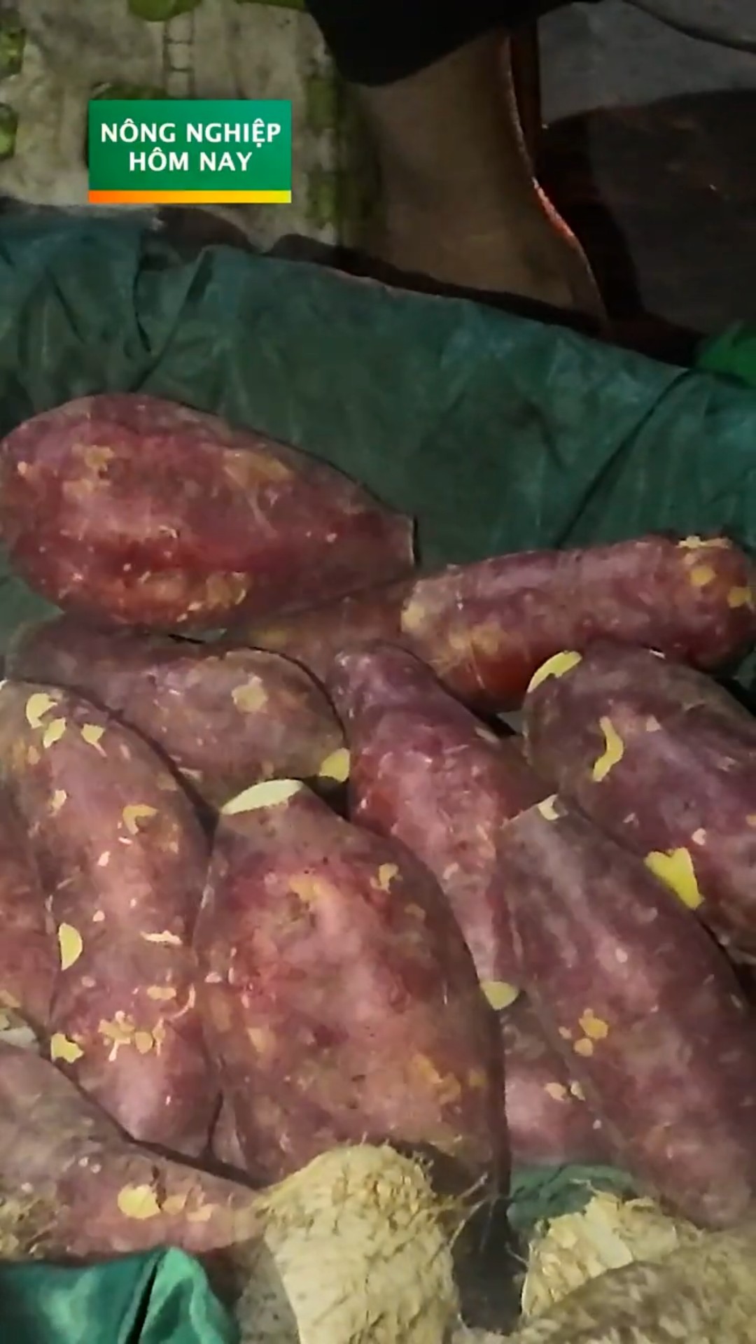 Khoai lang bổ dưỡng chữa bệnh